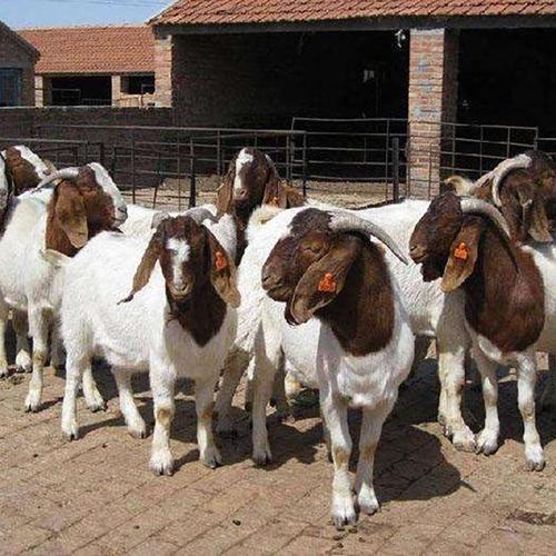 波尔山羊  嘉郓 小羊羔 羊苗公司:郓城县通凯养殖场波尔山羊繁育基地